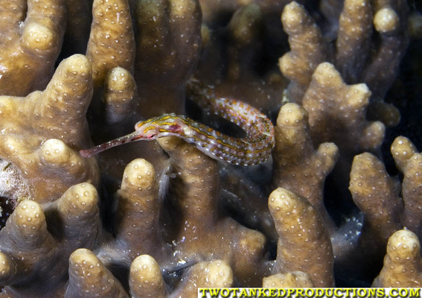 Pipe Fish Bligh Water Fiji