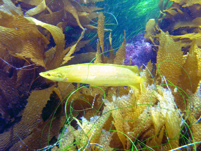 Pipe Fish - San Clemente