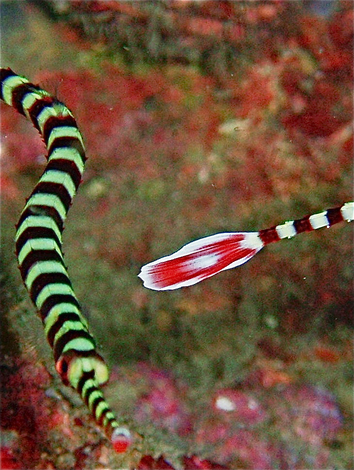 Pipe Fish, So Pac- Philippines