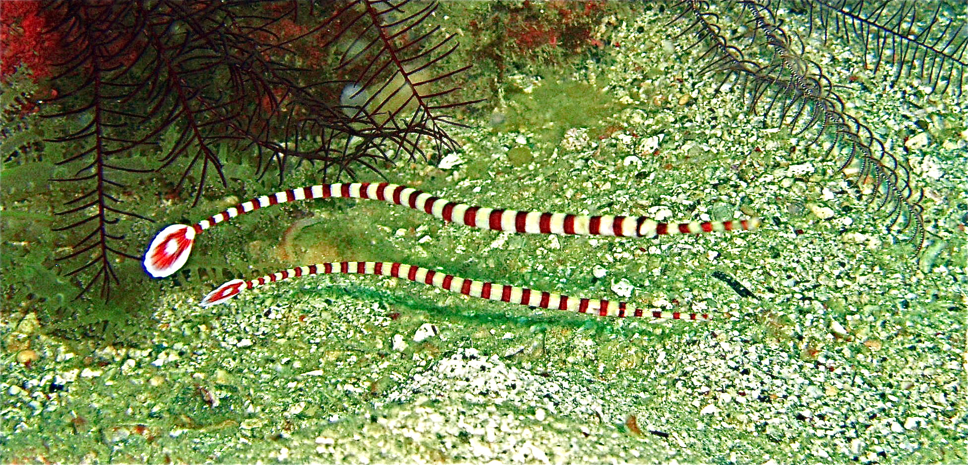 Pipe Fish, SoPac Philippines