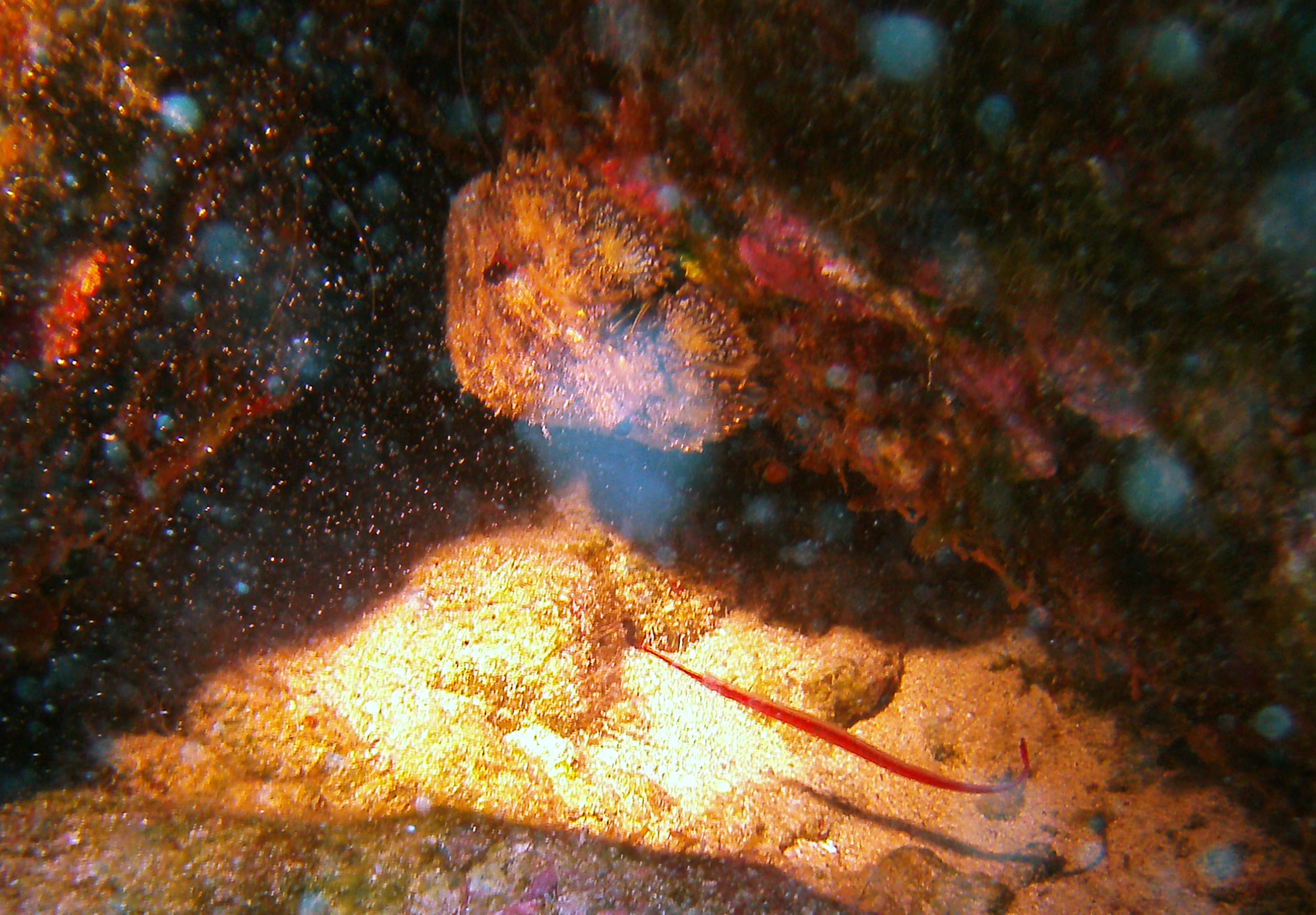 Pipe Fish under a Slipper Lobster