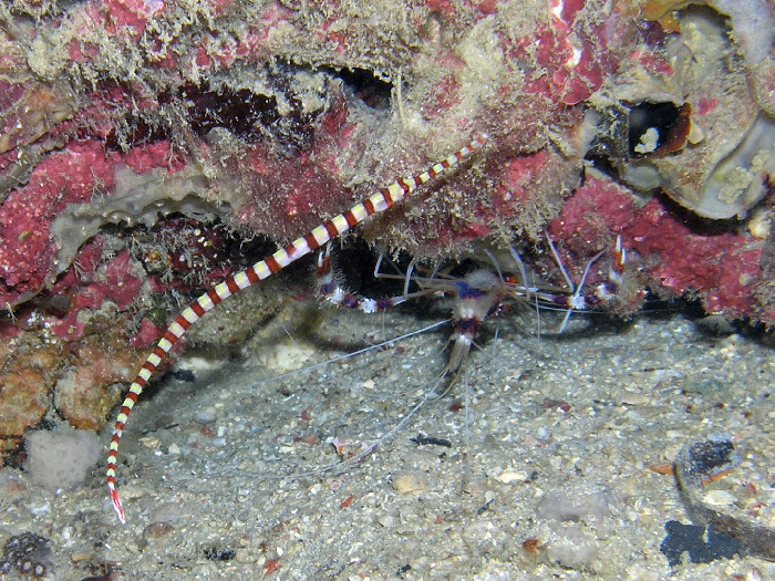 pipefish and shrimp