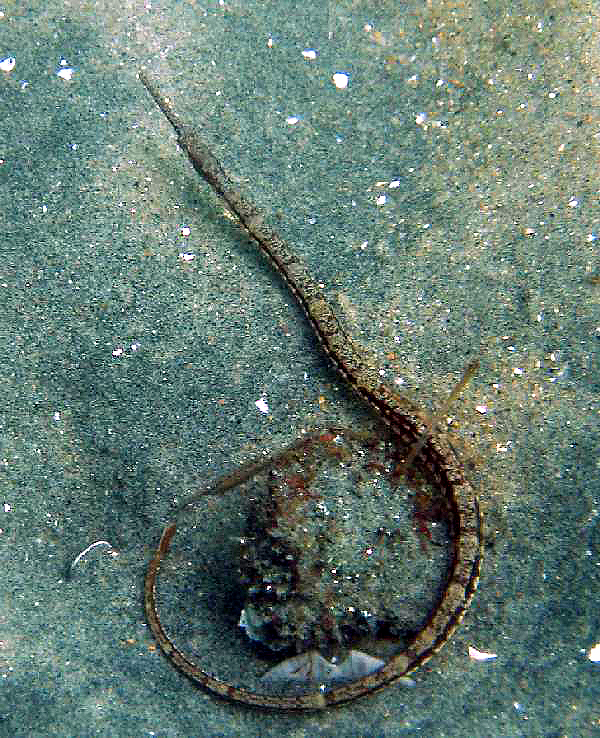 Pipefish in LJ