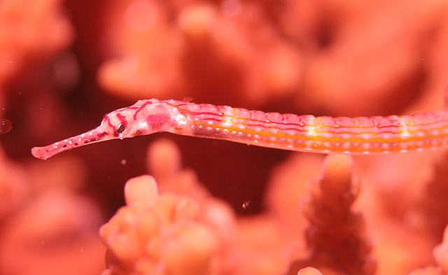 pipefish maldives