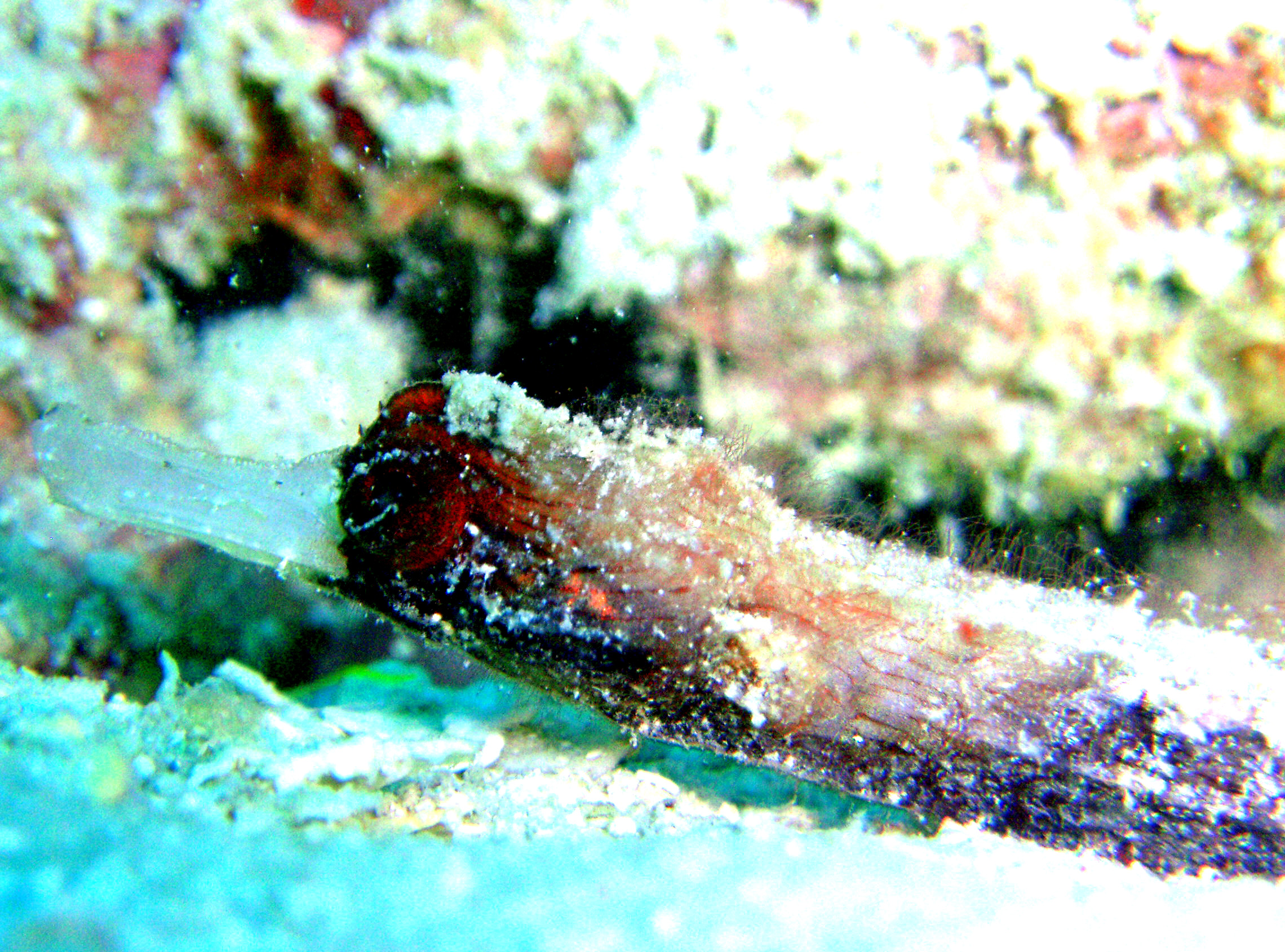 Pipefish, Roatan South Side