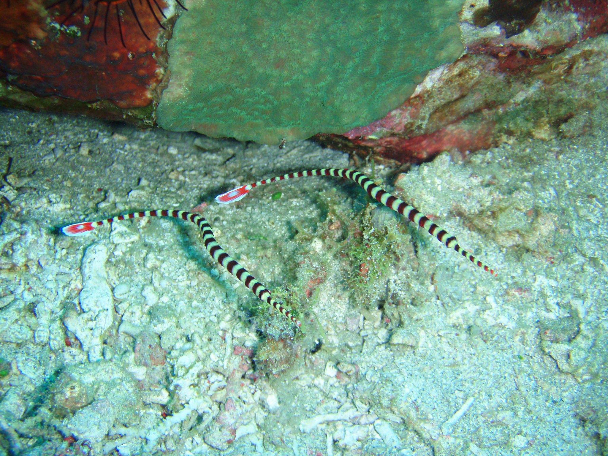 Pipefish