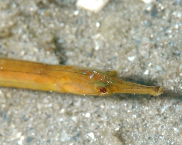 Pipefish