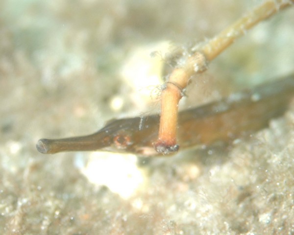 Pipefish