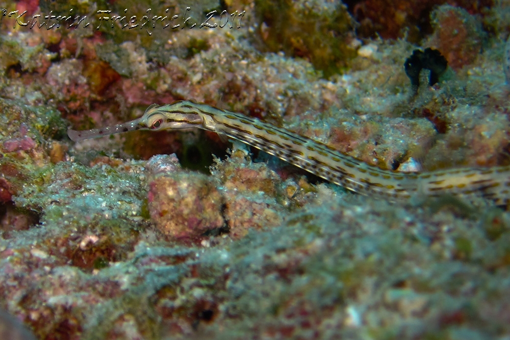 Pipefish