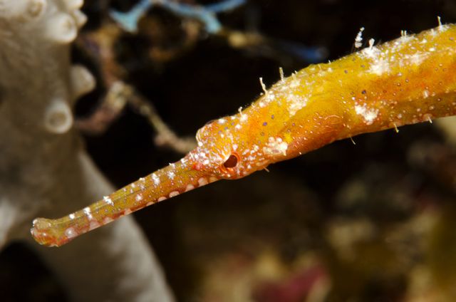 Pipefish