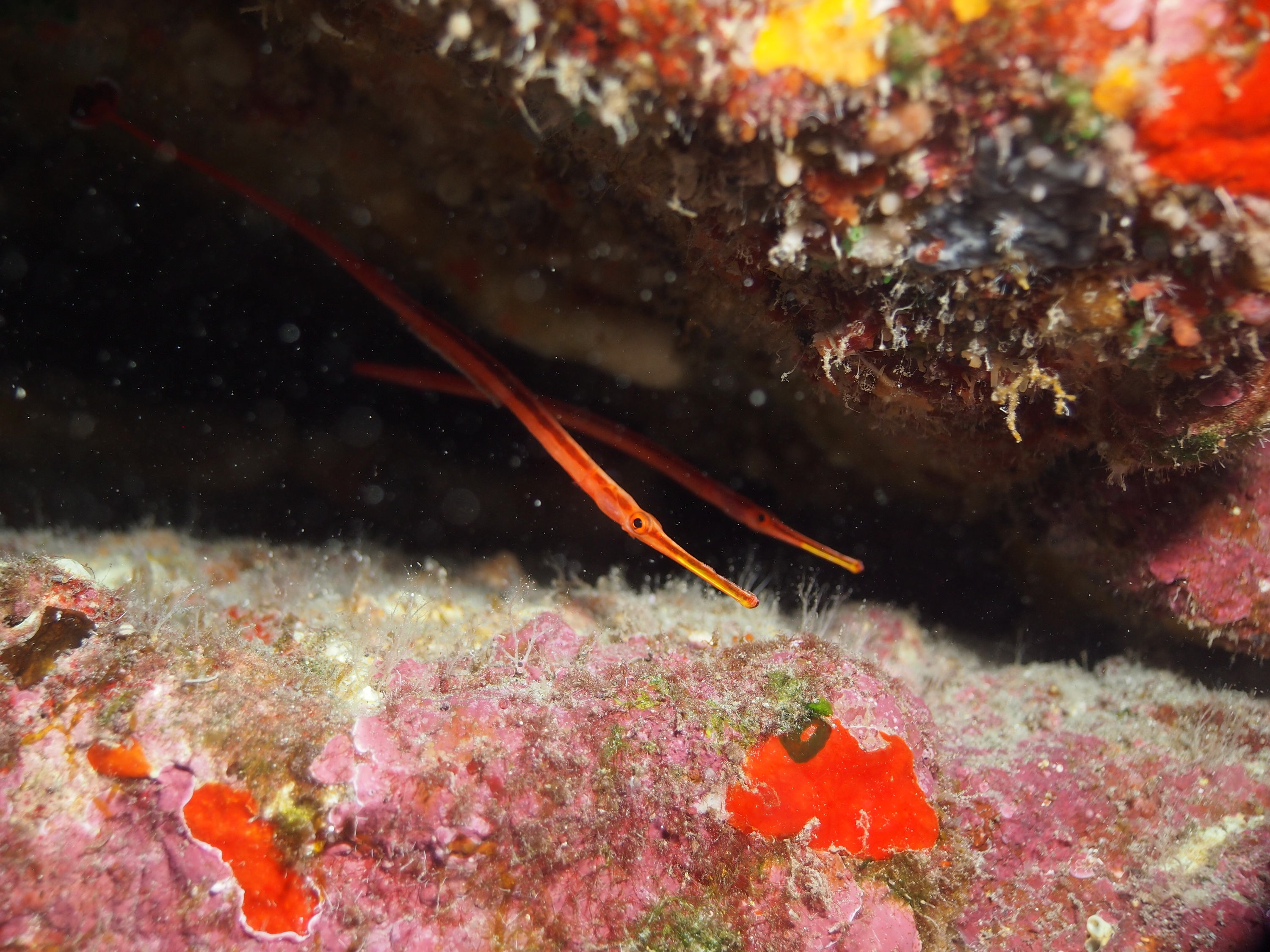 Pipefish