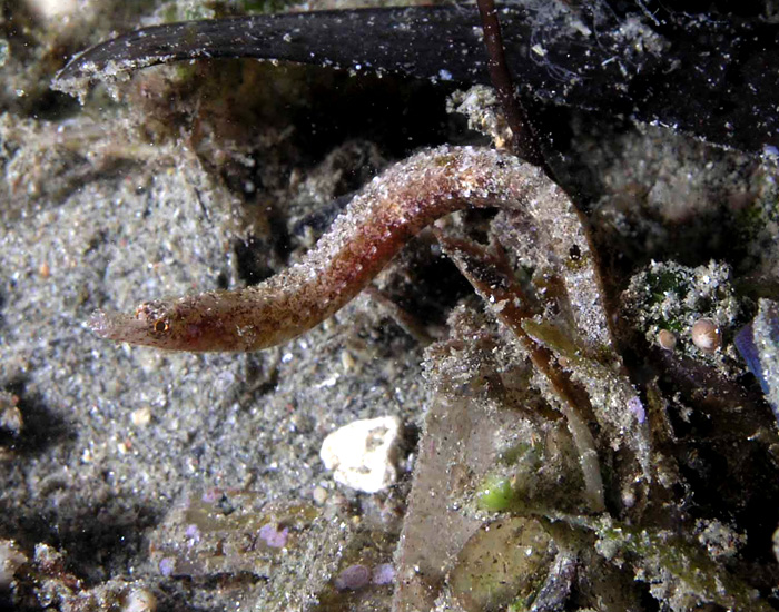 Pipefish