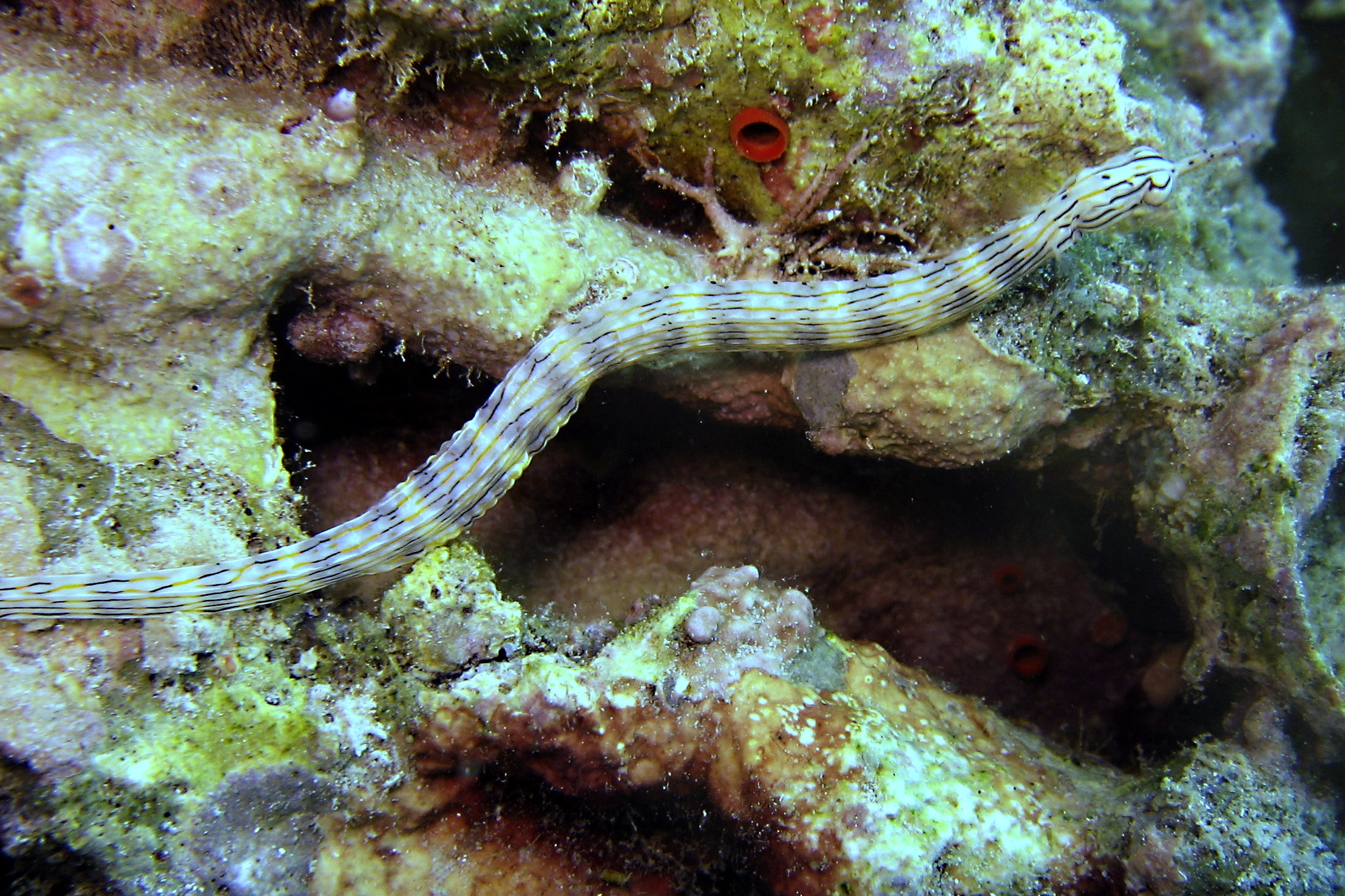 Pipefish