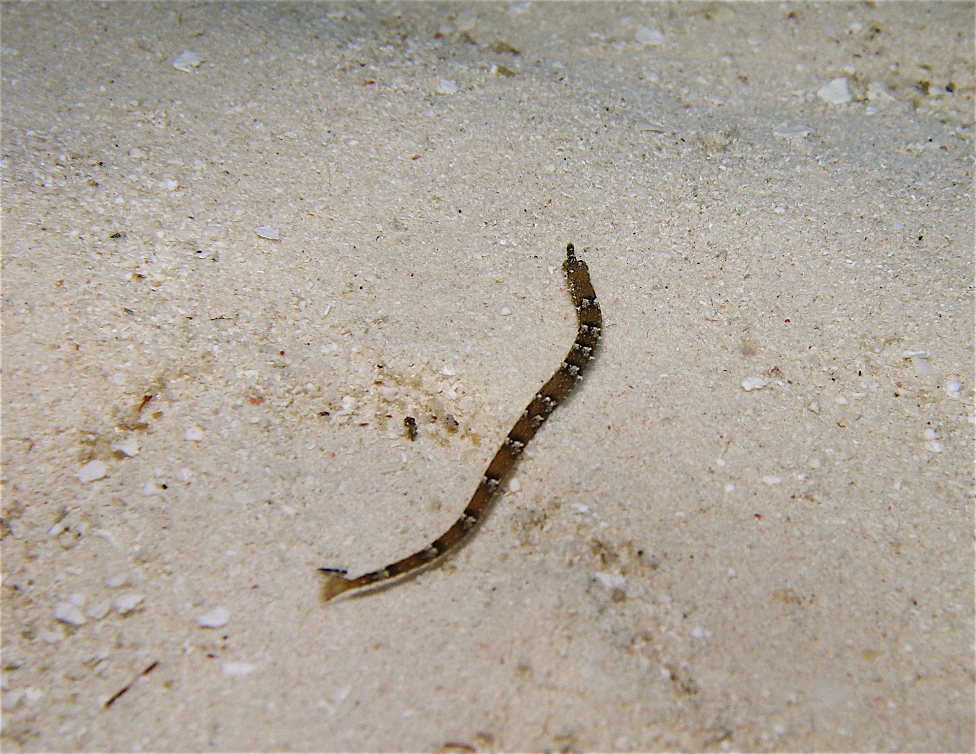 Pipefish