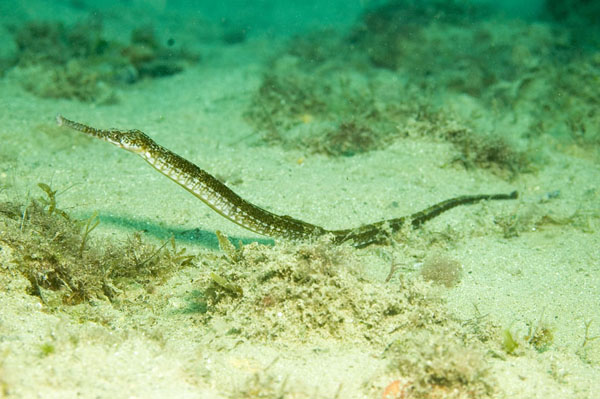 Pipefish