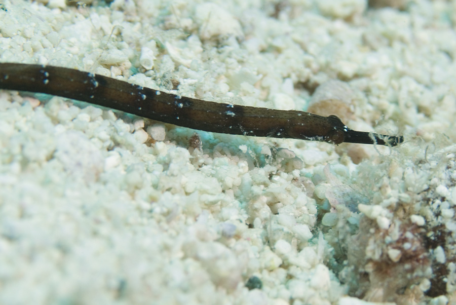 Pipefish