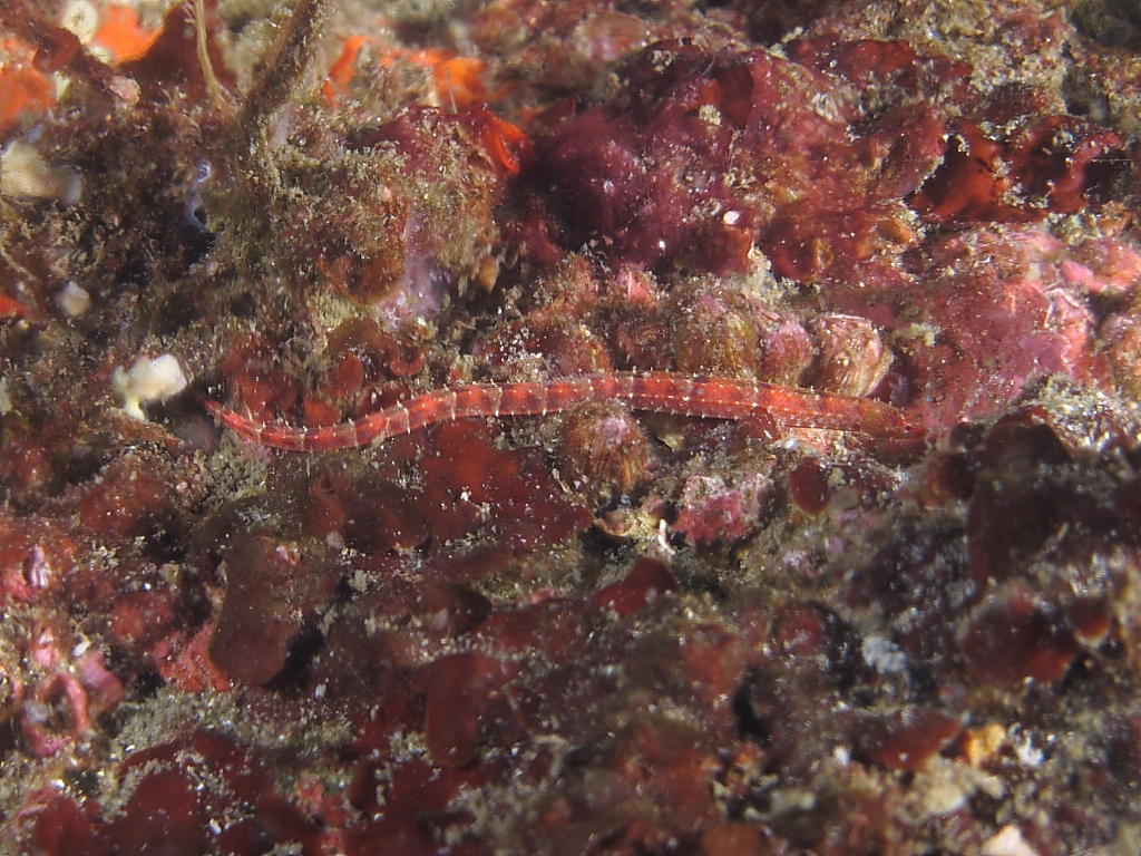 pipefish_950