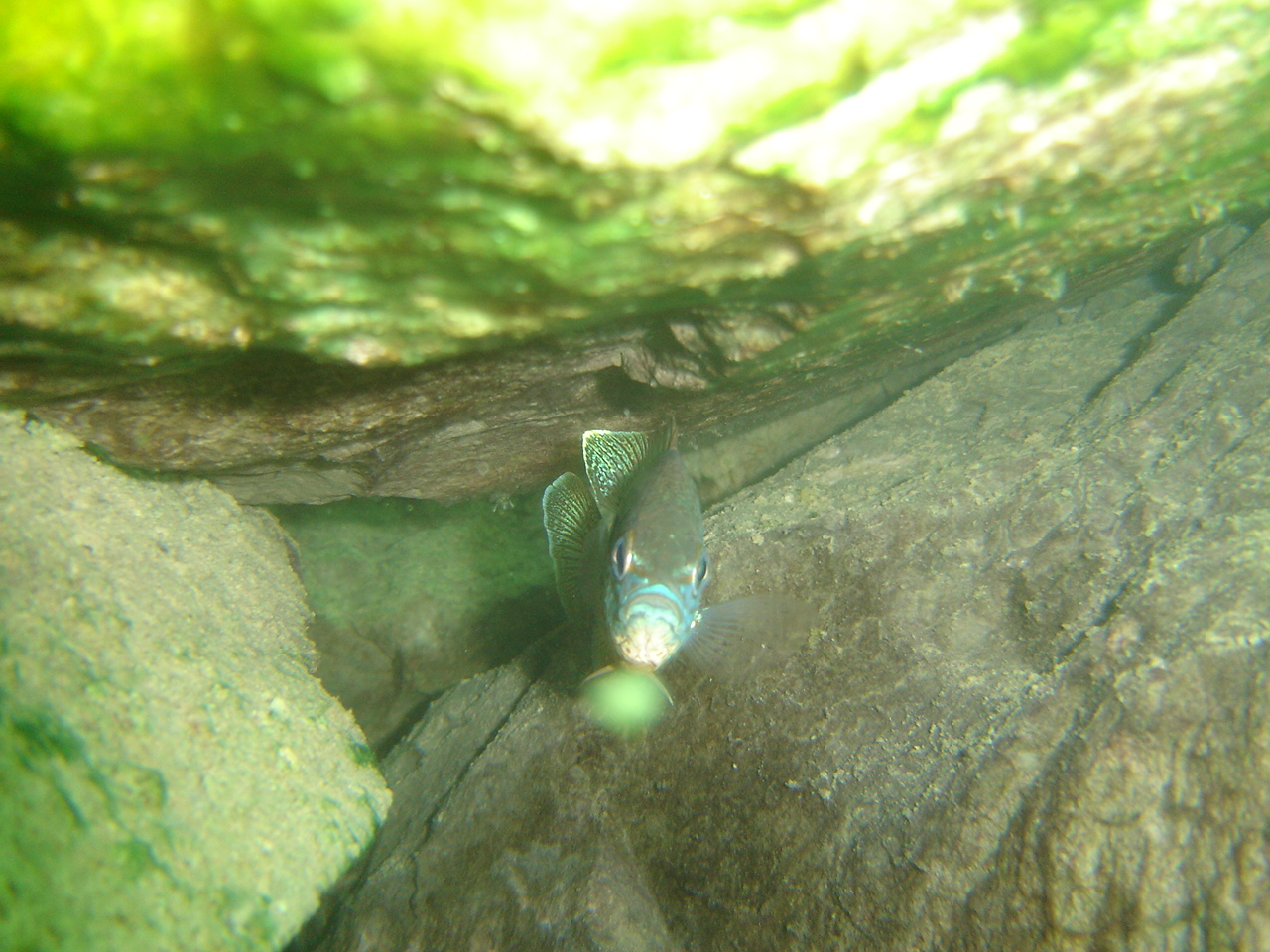 Piranha Gill