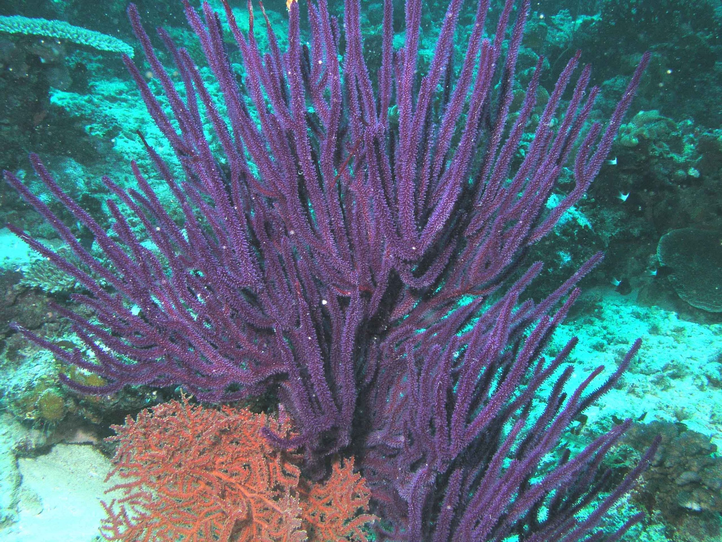 Pirple Coral