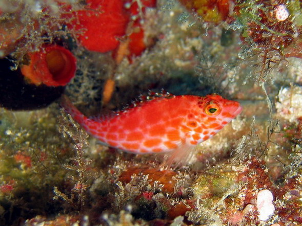 Pixy Hawkfish