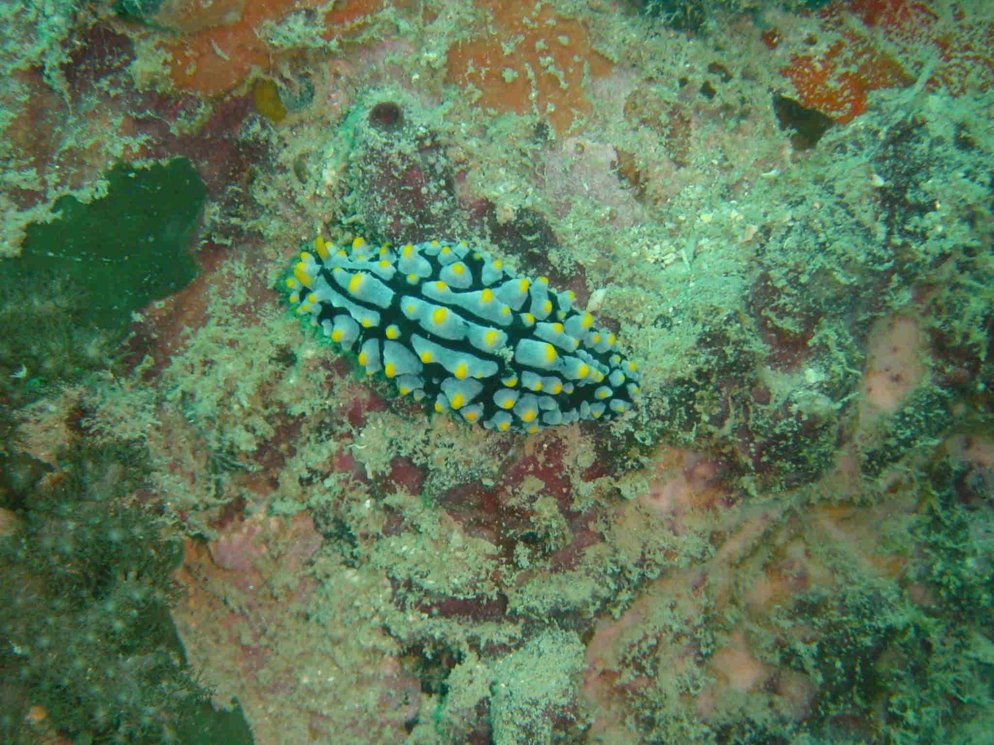 plain nudibrach