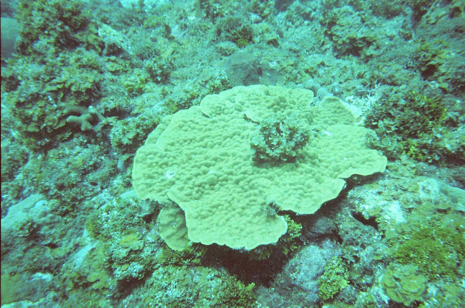 Plate Coral