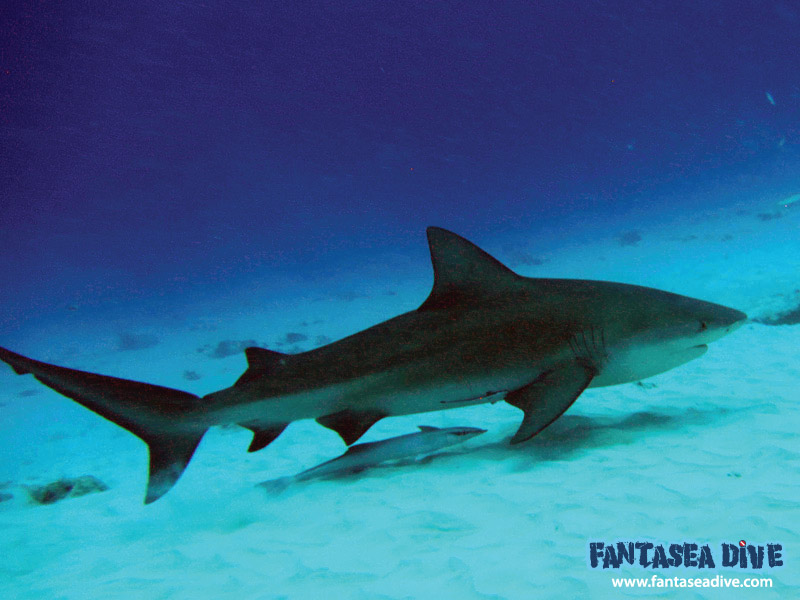 Playa Del Carmen's Bull Sharks