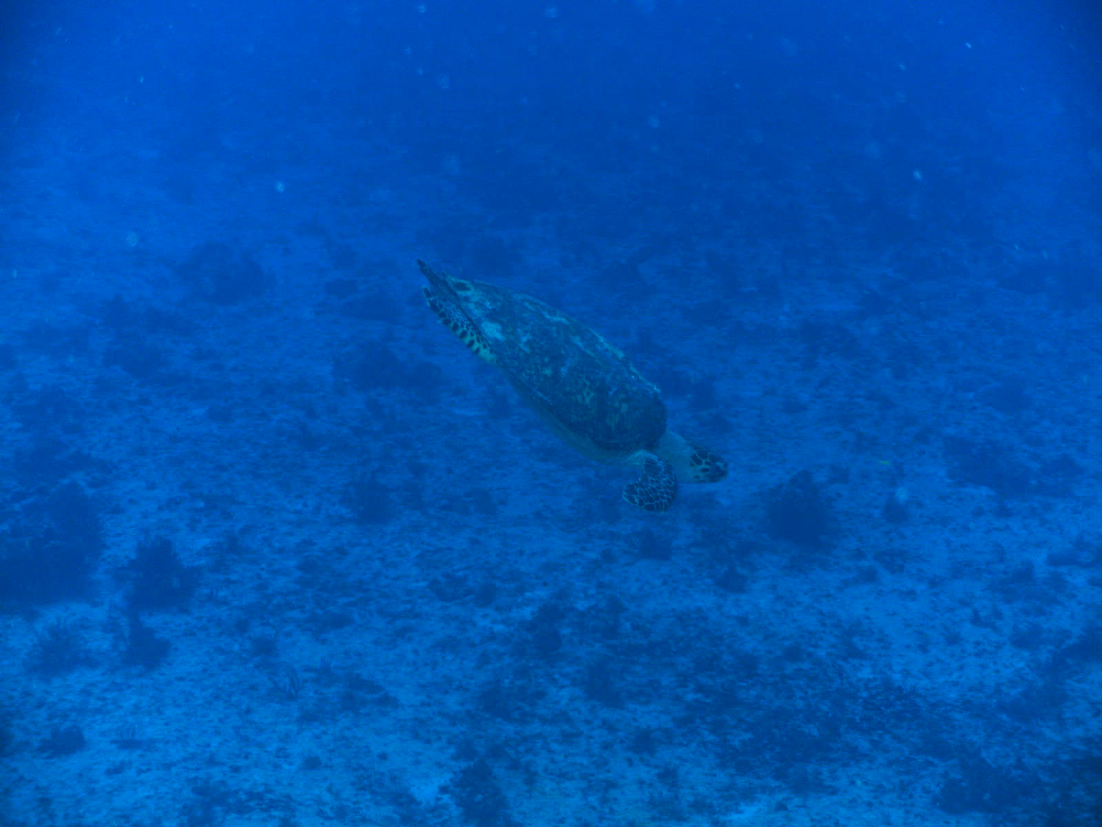 Playa_Del_Carmen_Mexico_140