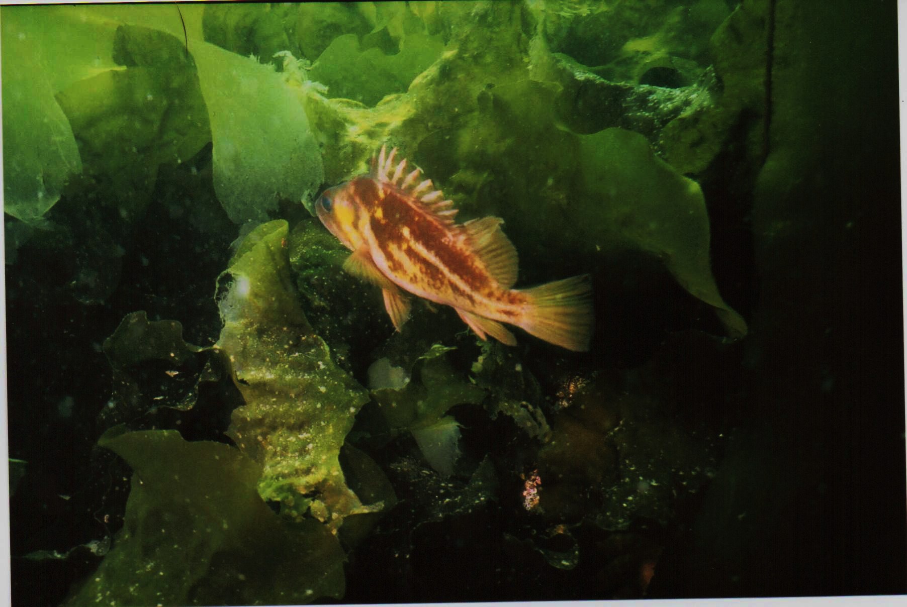 playin in the kelp bed