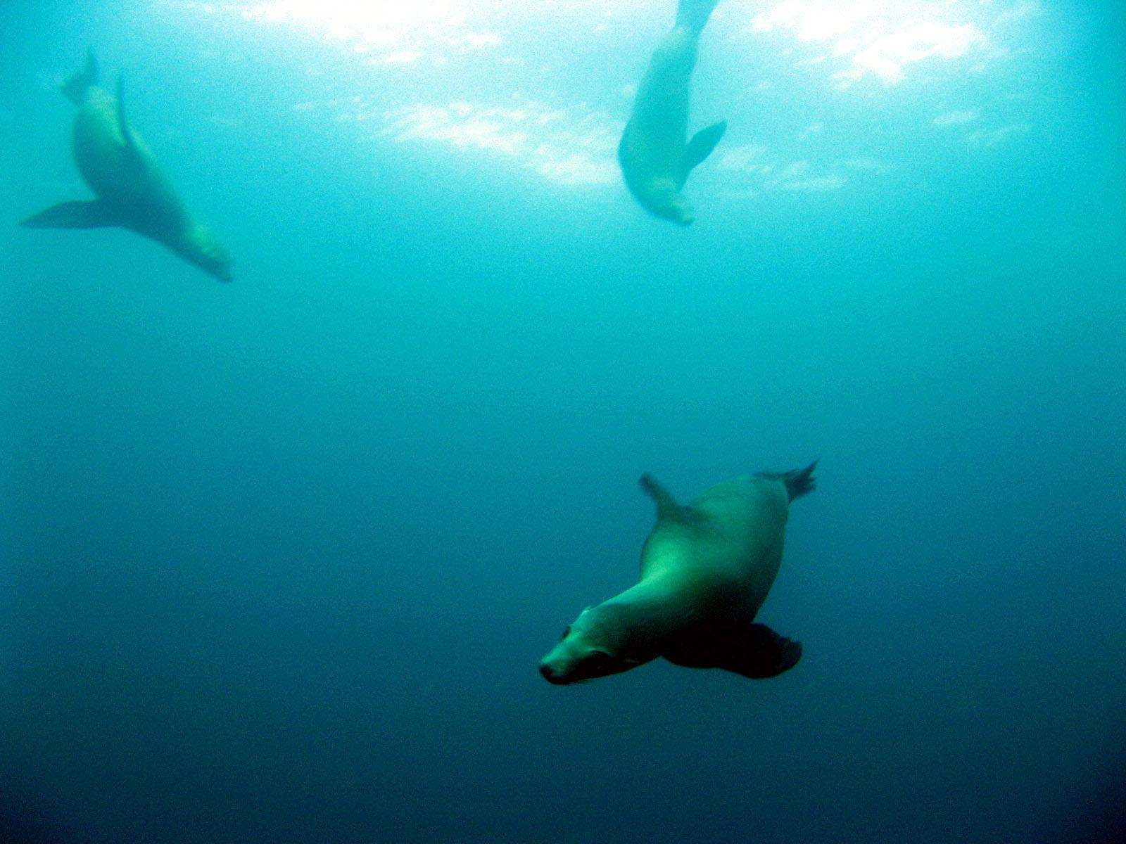 Playing Sea Lions