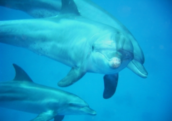 Playing with dolphins 1