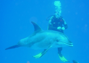 playing with dolphins 2