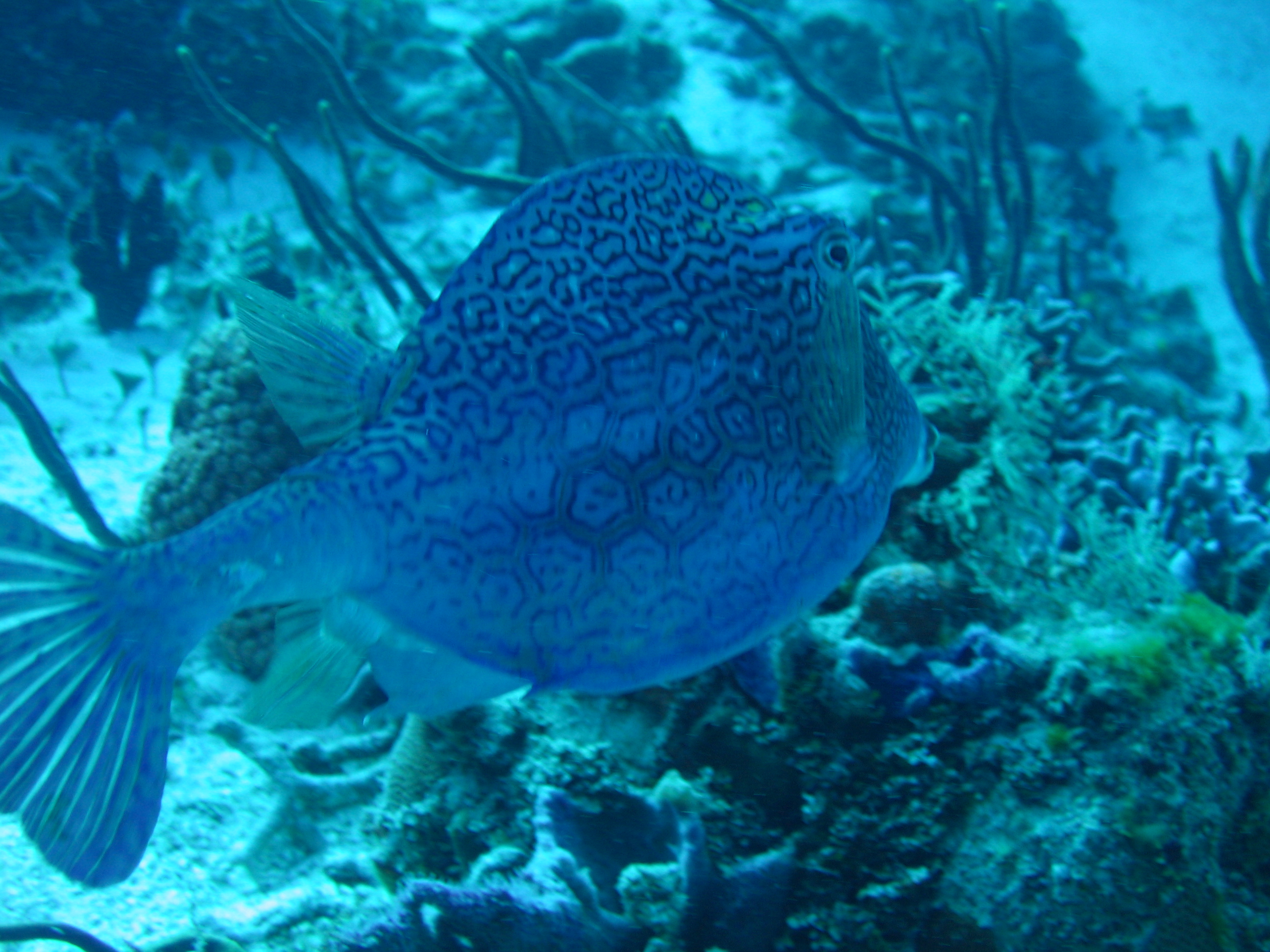 Please Pm w identification ... Trunkfish???