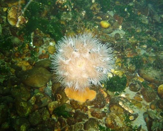 Plumed Anemone