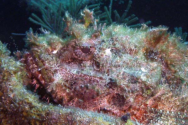 Plumed scorpion fish