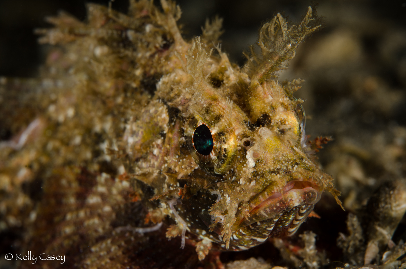 Plumed Scorpionfish