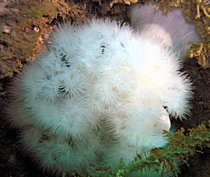 Plumose Anemones