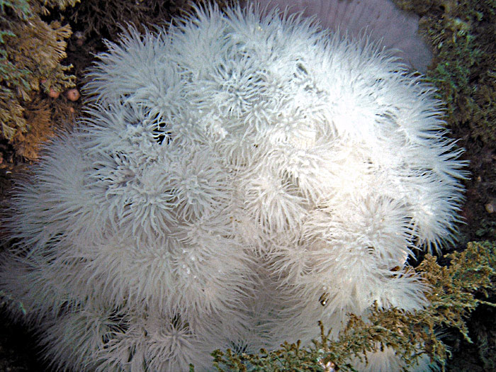 Plumose Anemones