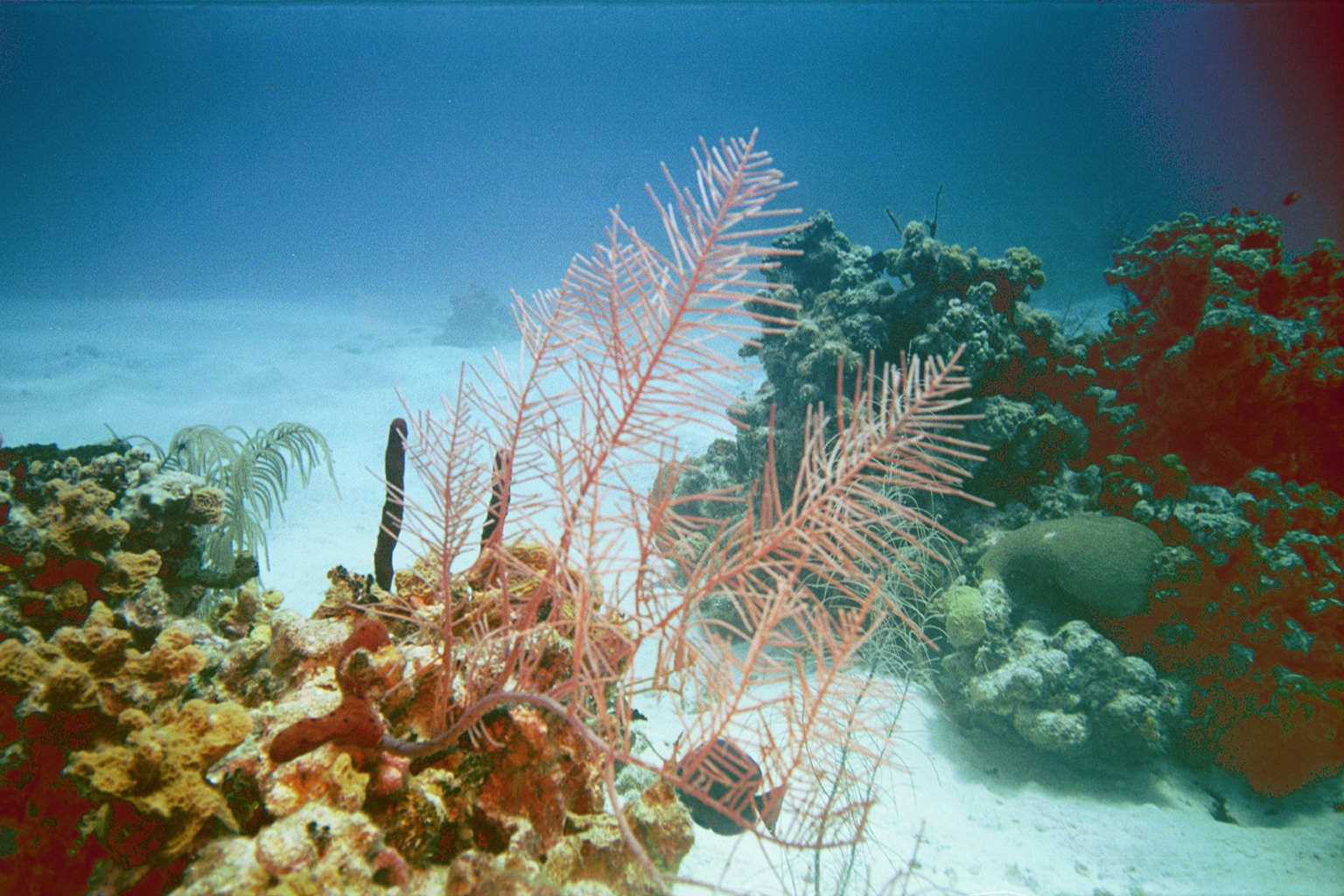 pnkSftcoral