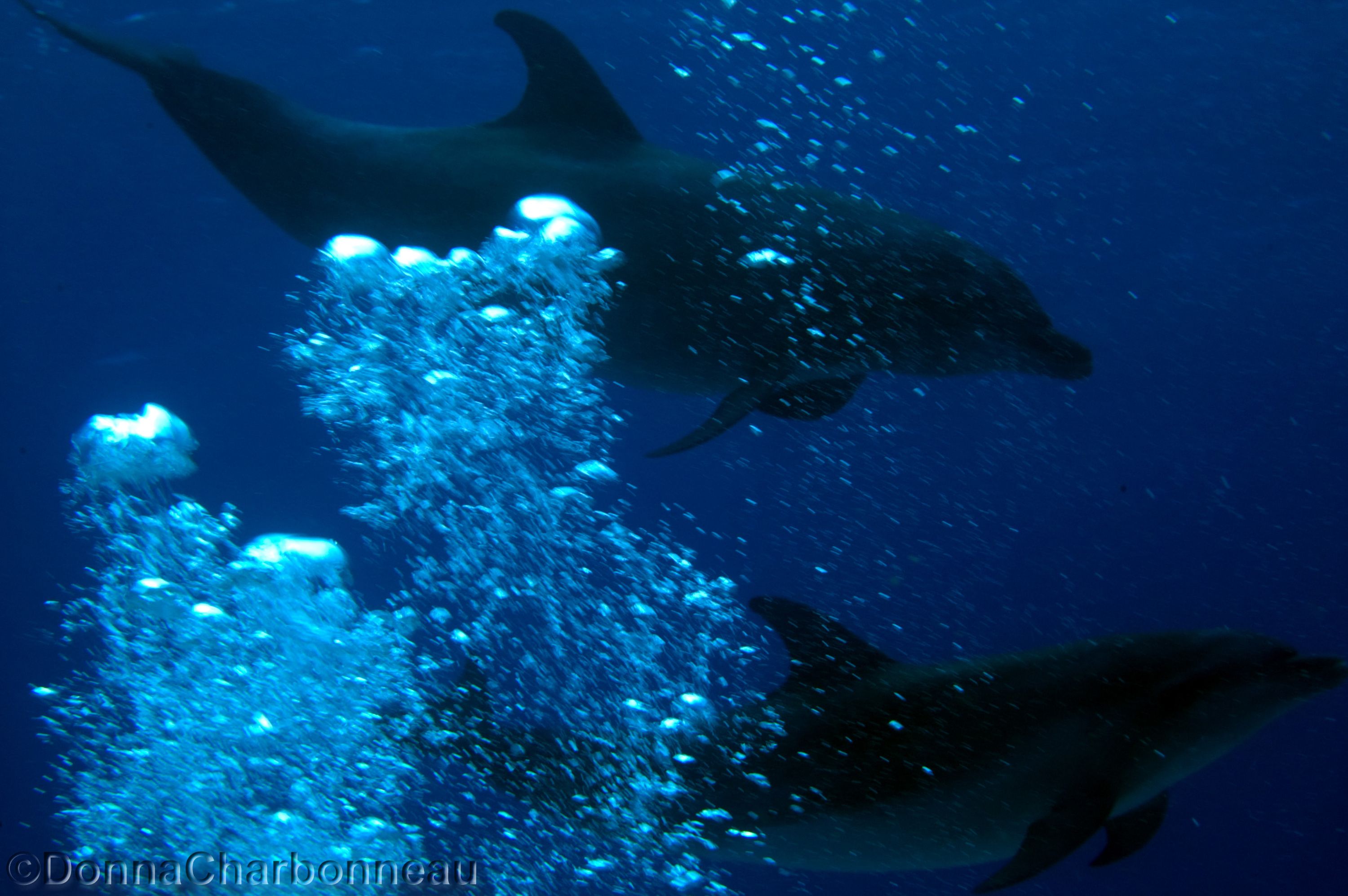 Pod of Dolphins 2