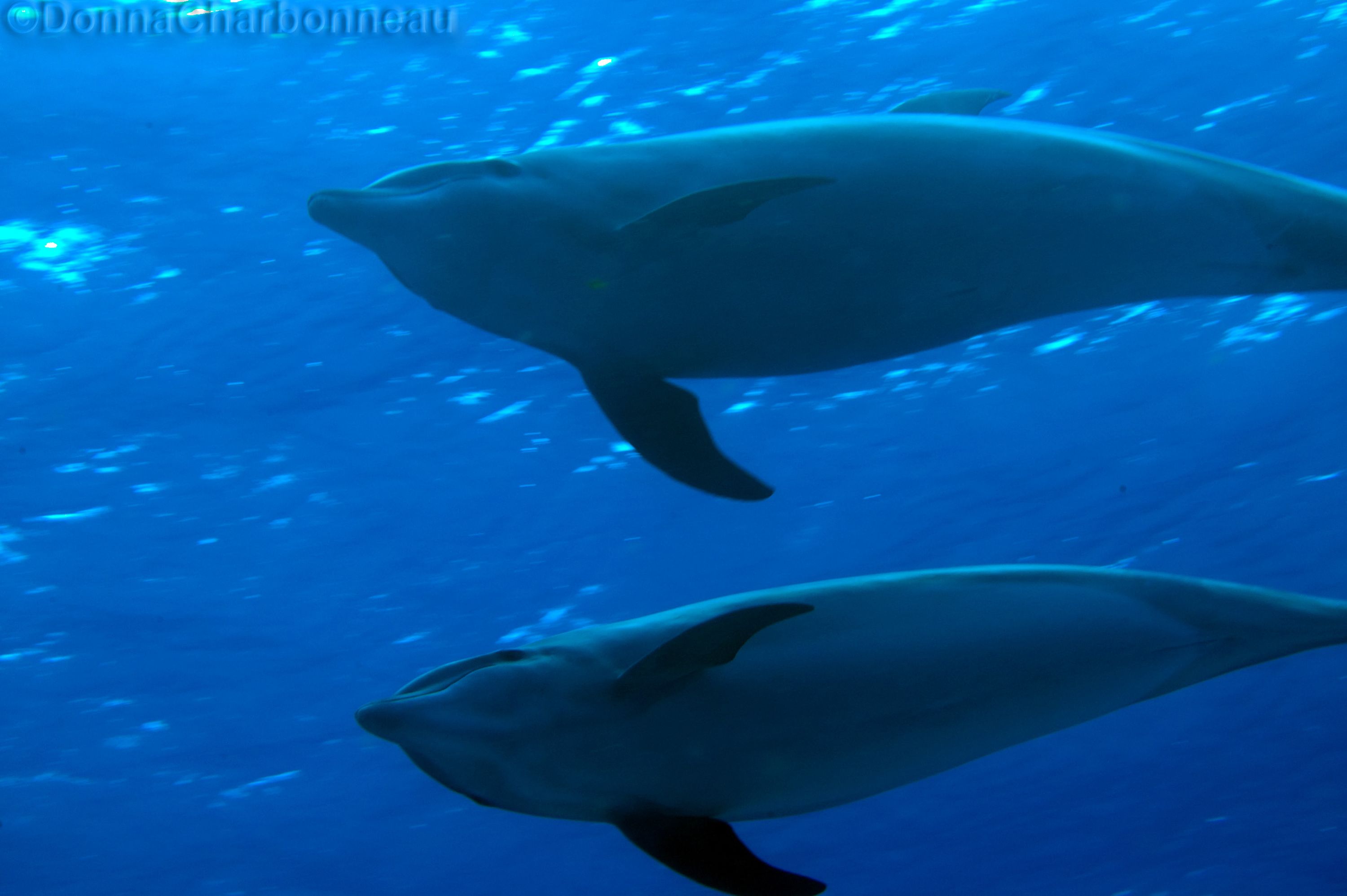 Pod of Dolphins 3