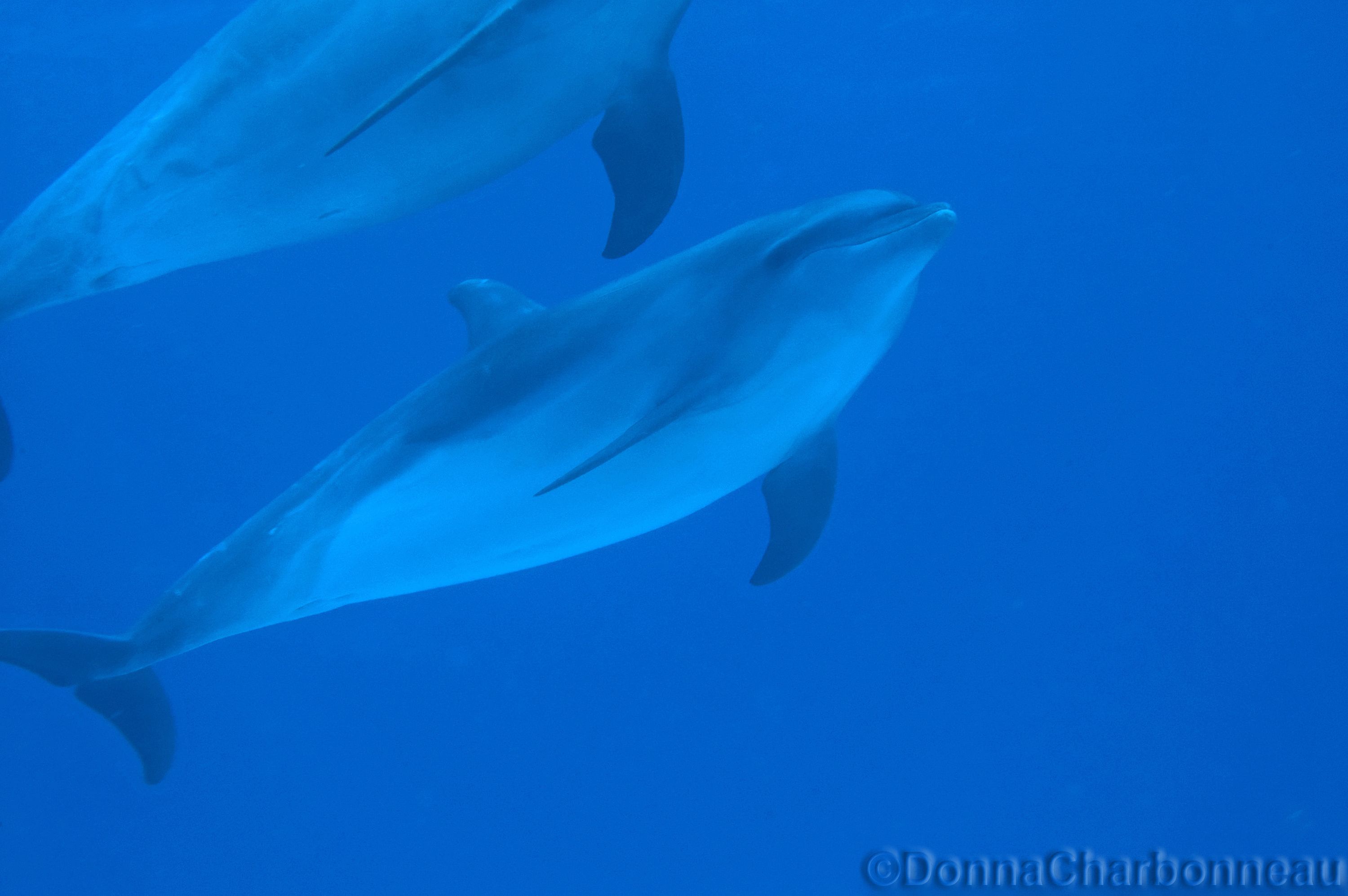 Pod of Dolphins 4