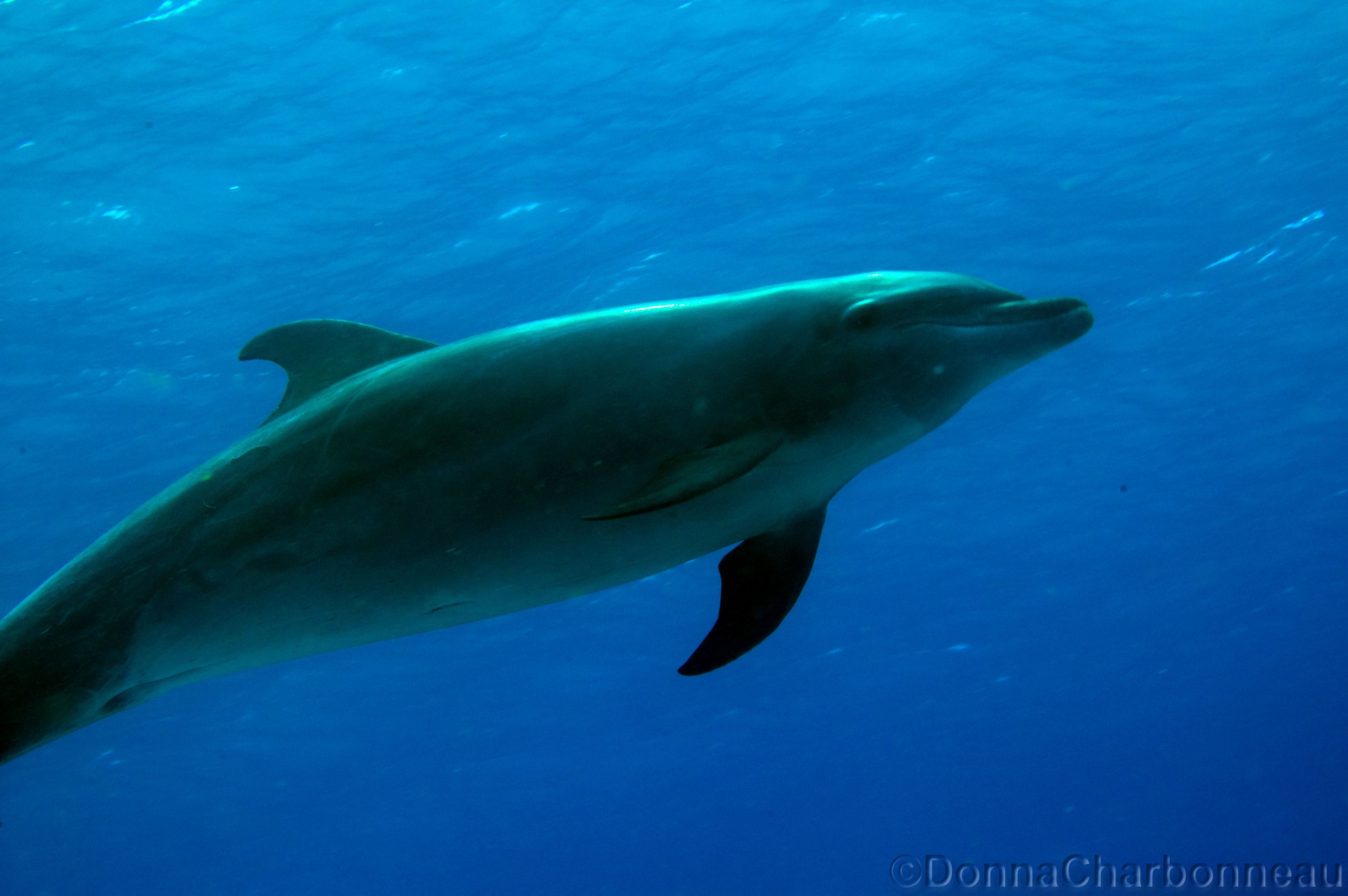 Pod of Dolphins