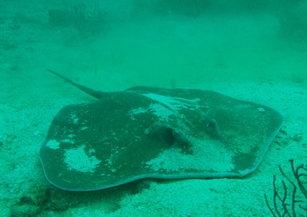 Pointed Nose Sting Ray