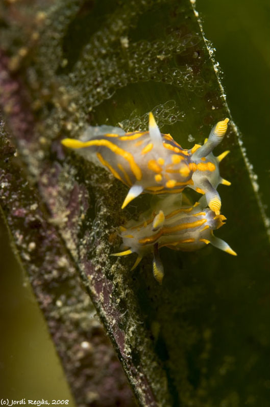 Polycera quadrilineata mating