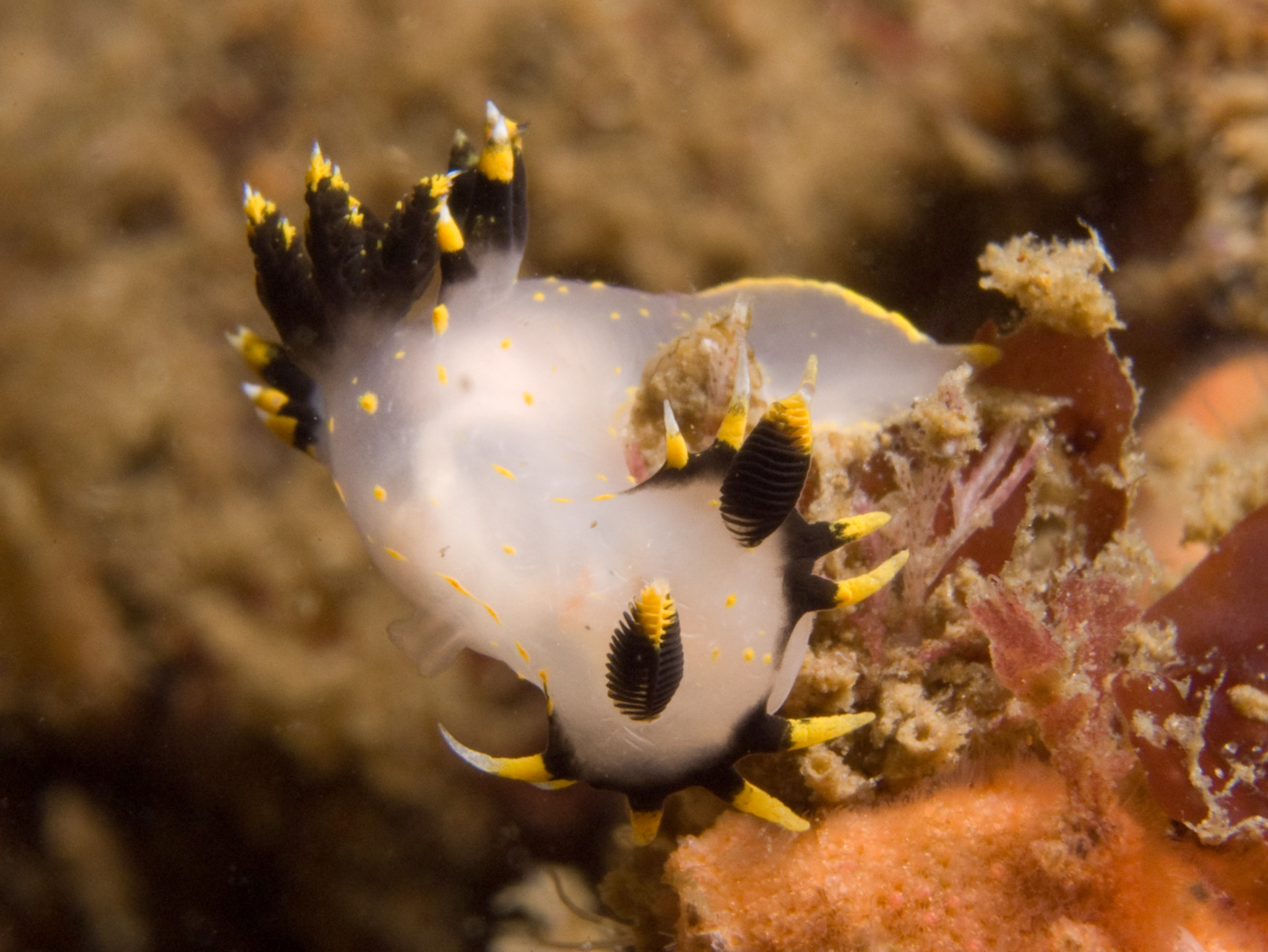 Polycera tricolor