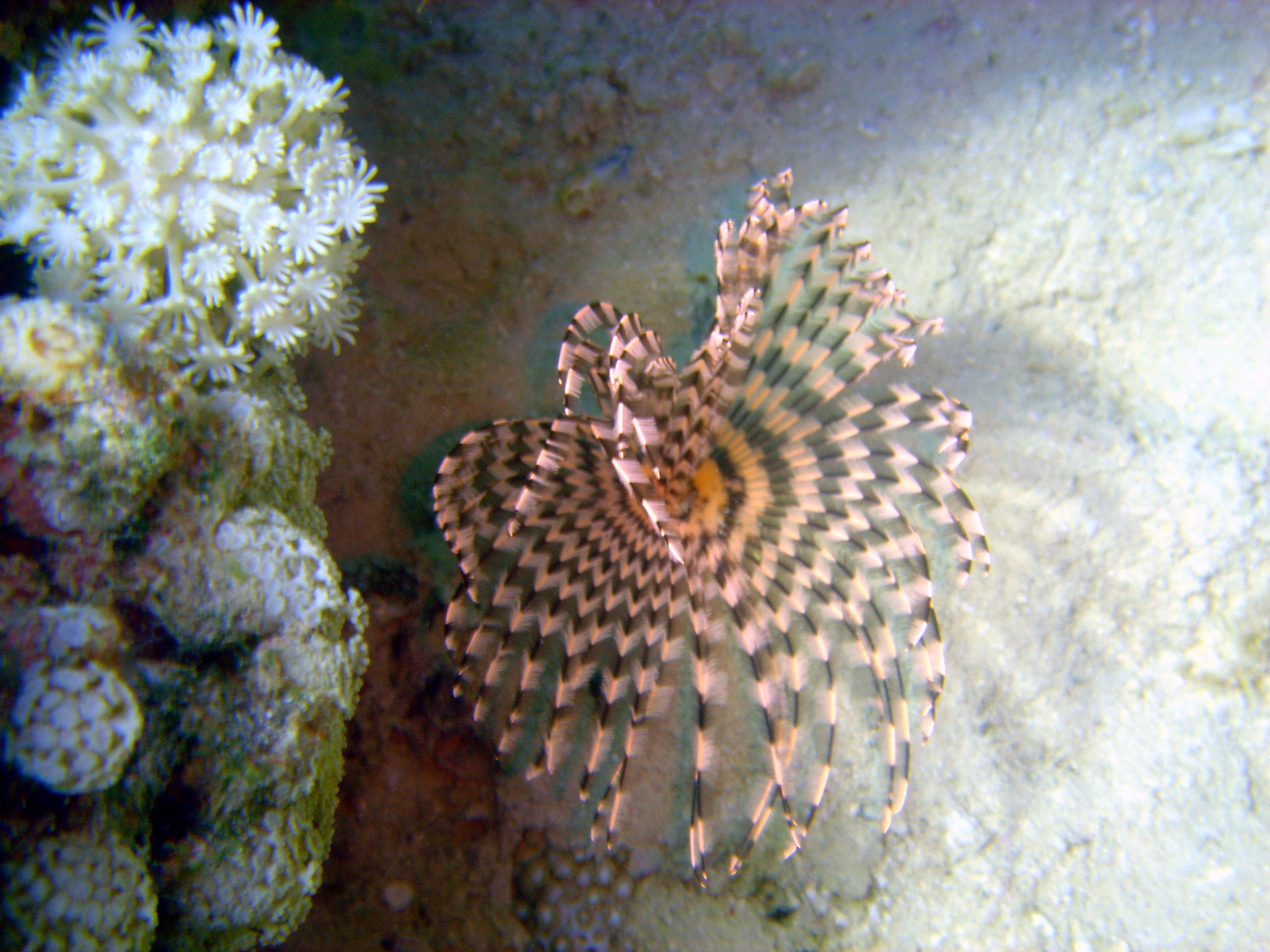 Polychaete Tubeworm - Nuweiba