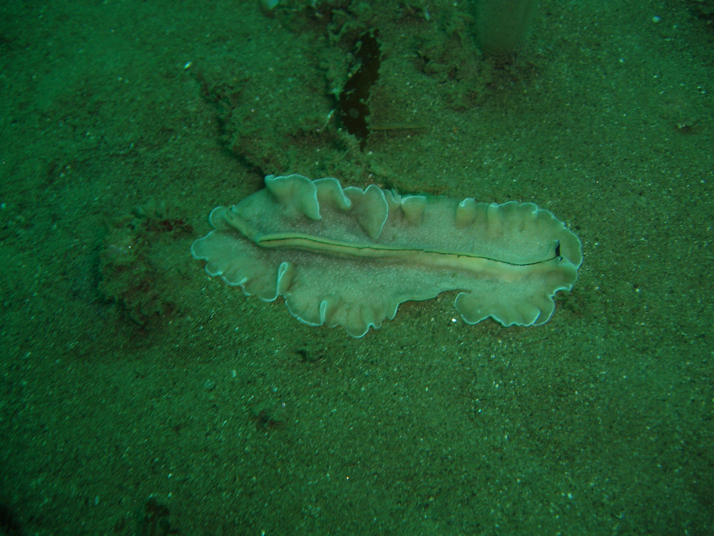 Polyclad/Pseudoceras luteus @Marineland