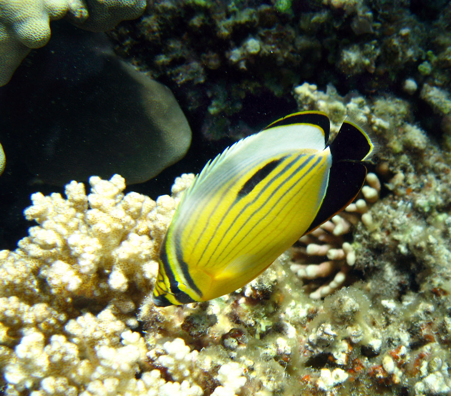 Polyp Butterflyfish