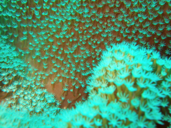 Polyps (Sarcophyton sp.?)